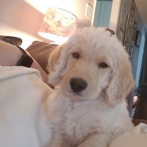 Meet your Posher, Carrie